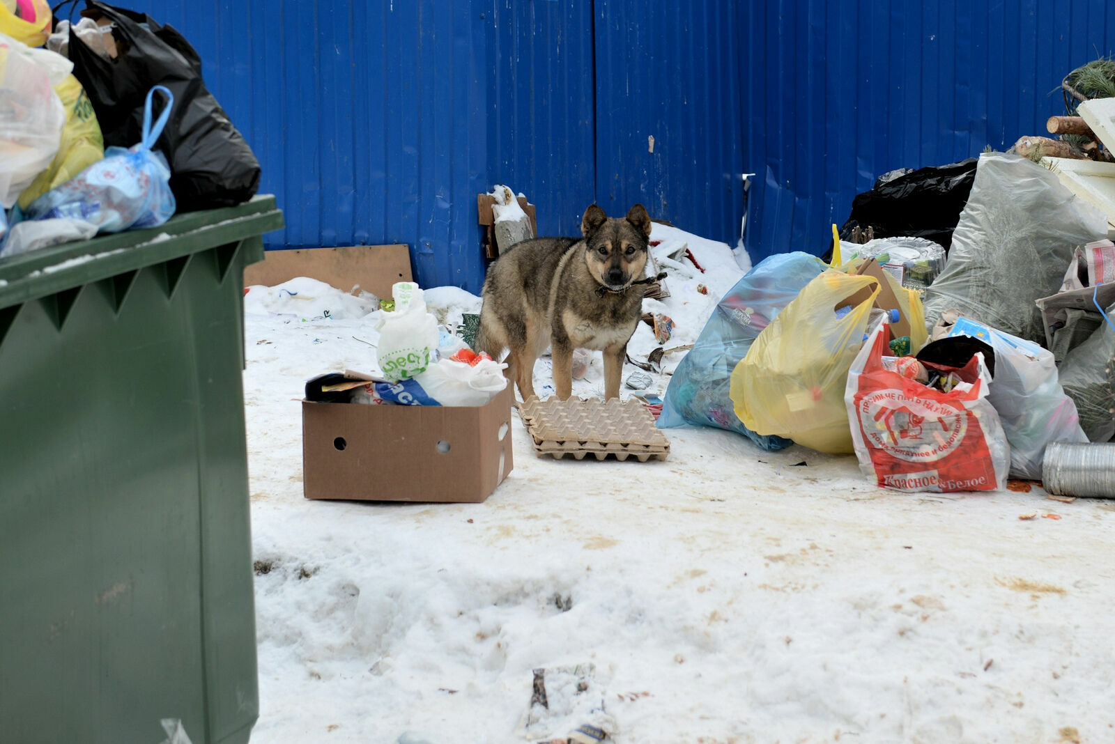 Свалка мусора образовалась в самом центре Петрозаводска