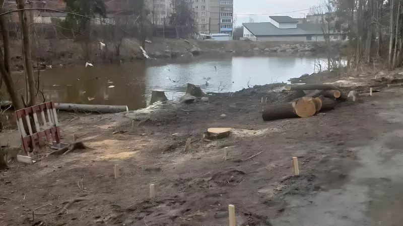 Стало известно, почему в популярном парке Петрозаводска спилили живые ели