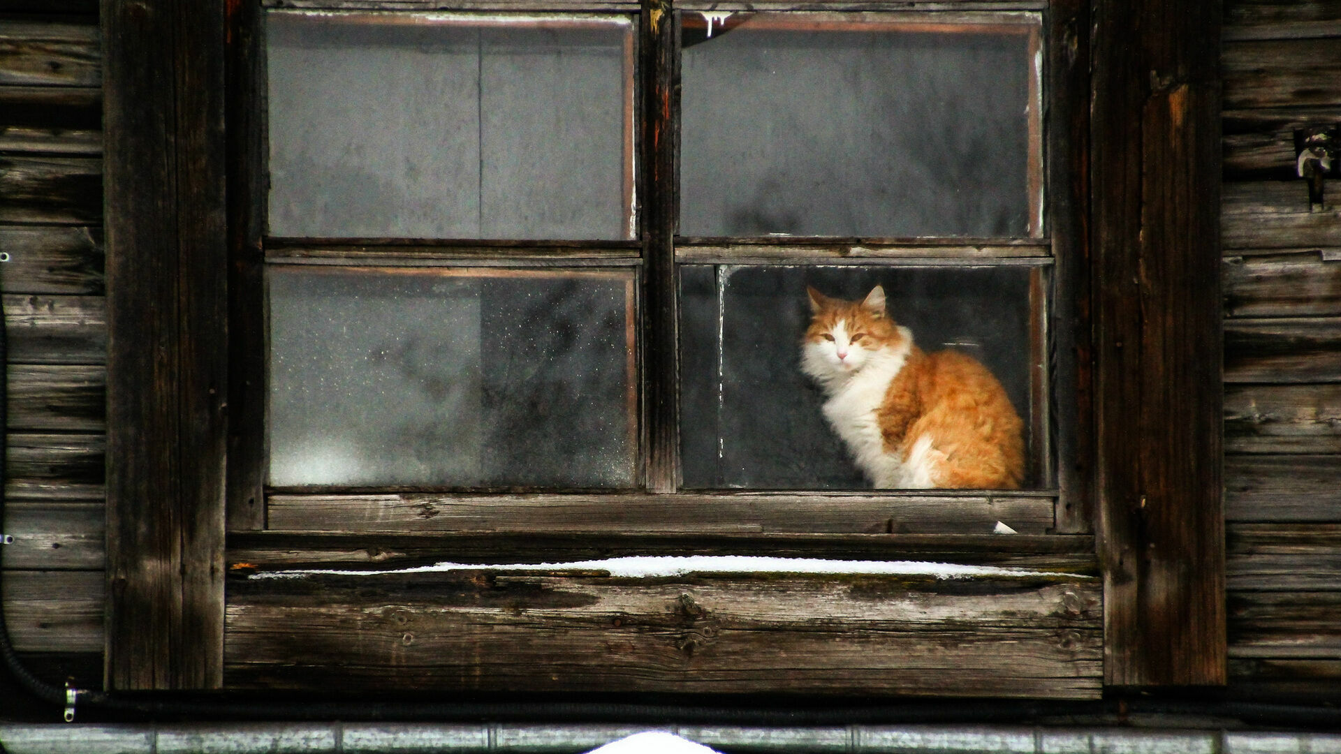 Петрозаводчане спасли кота, застрявшего между оконными рамами