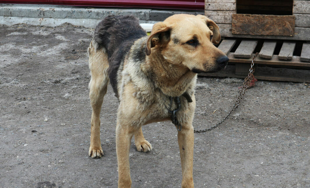 В Карелии появятся штрафы за нарушение правил содержания домашних животных